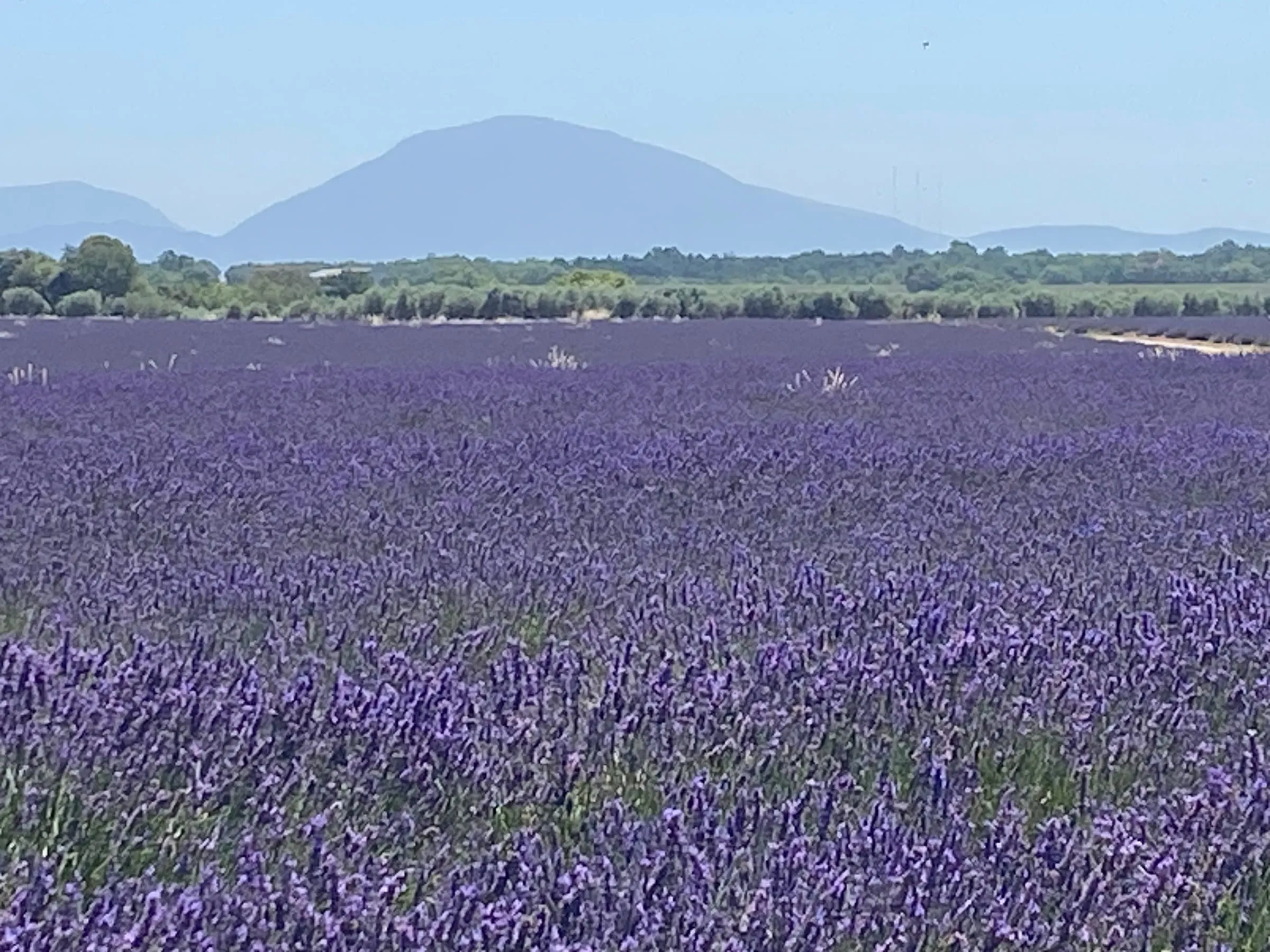 A sea of lavender