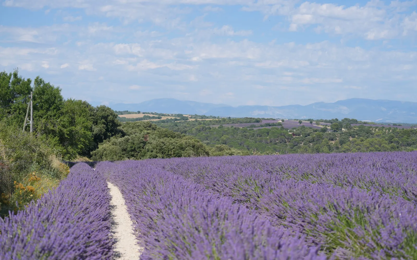 Rows of blooming lavender stretching to the horizon on the drive into Valensole