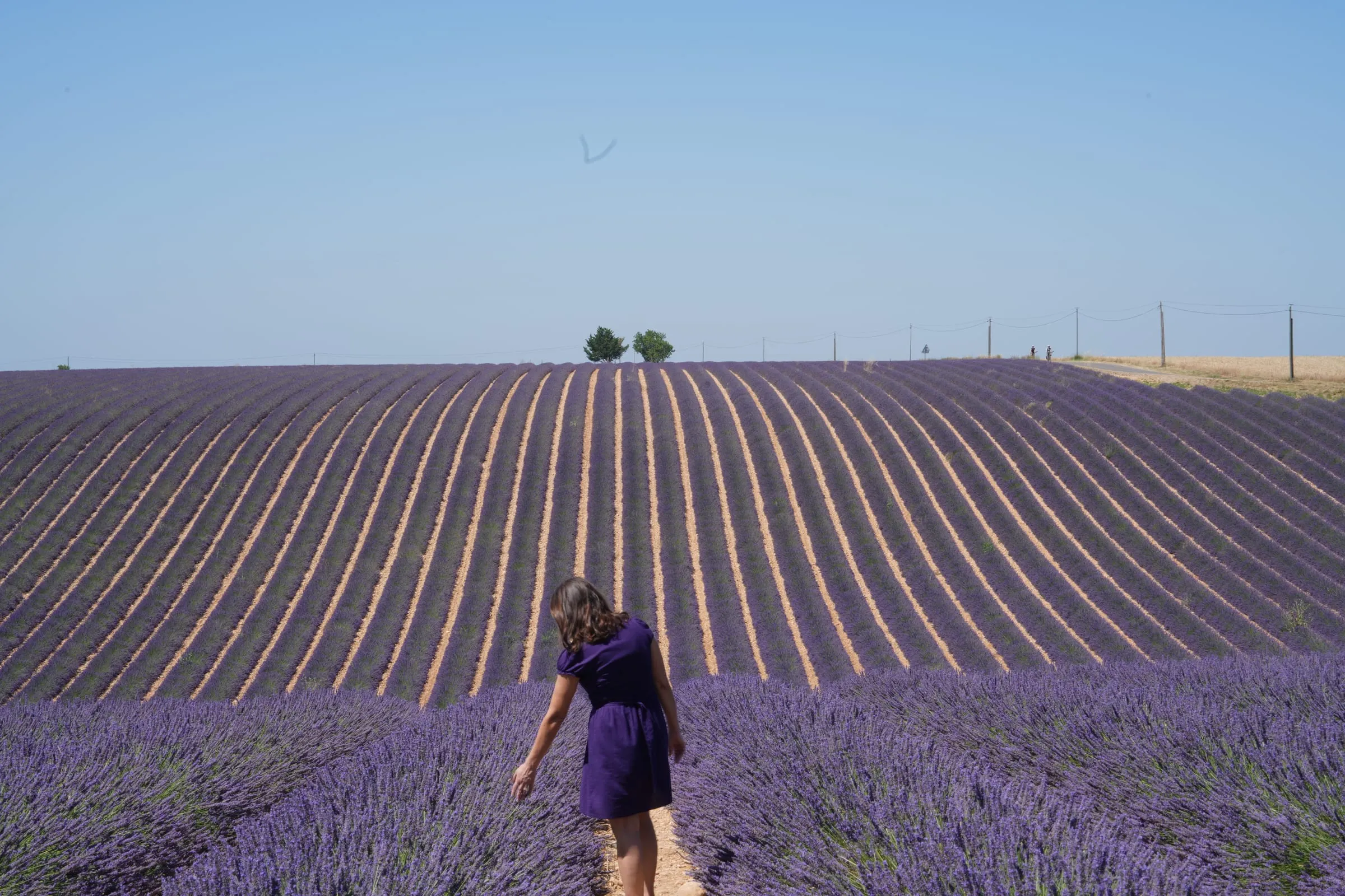 Lavender for all senses
