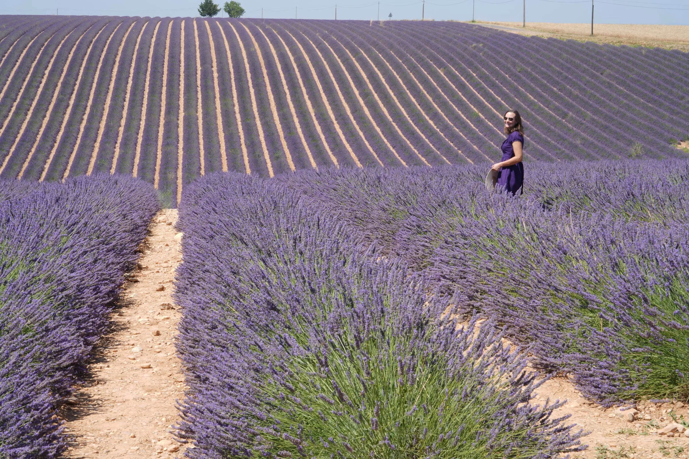 Photos in a sea of lavender