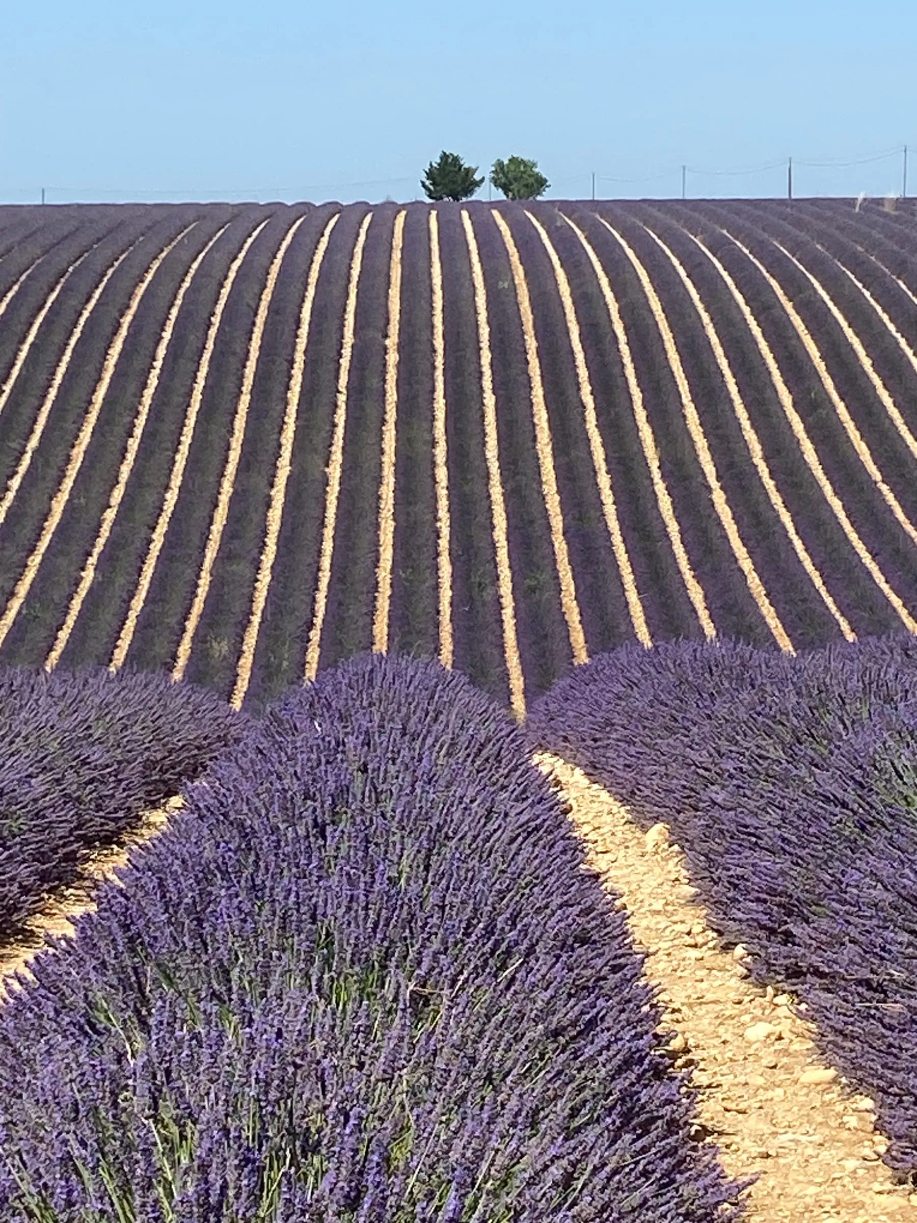 Picturesque Lavender Fields