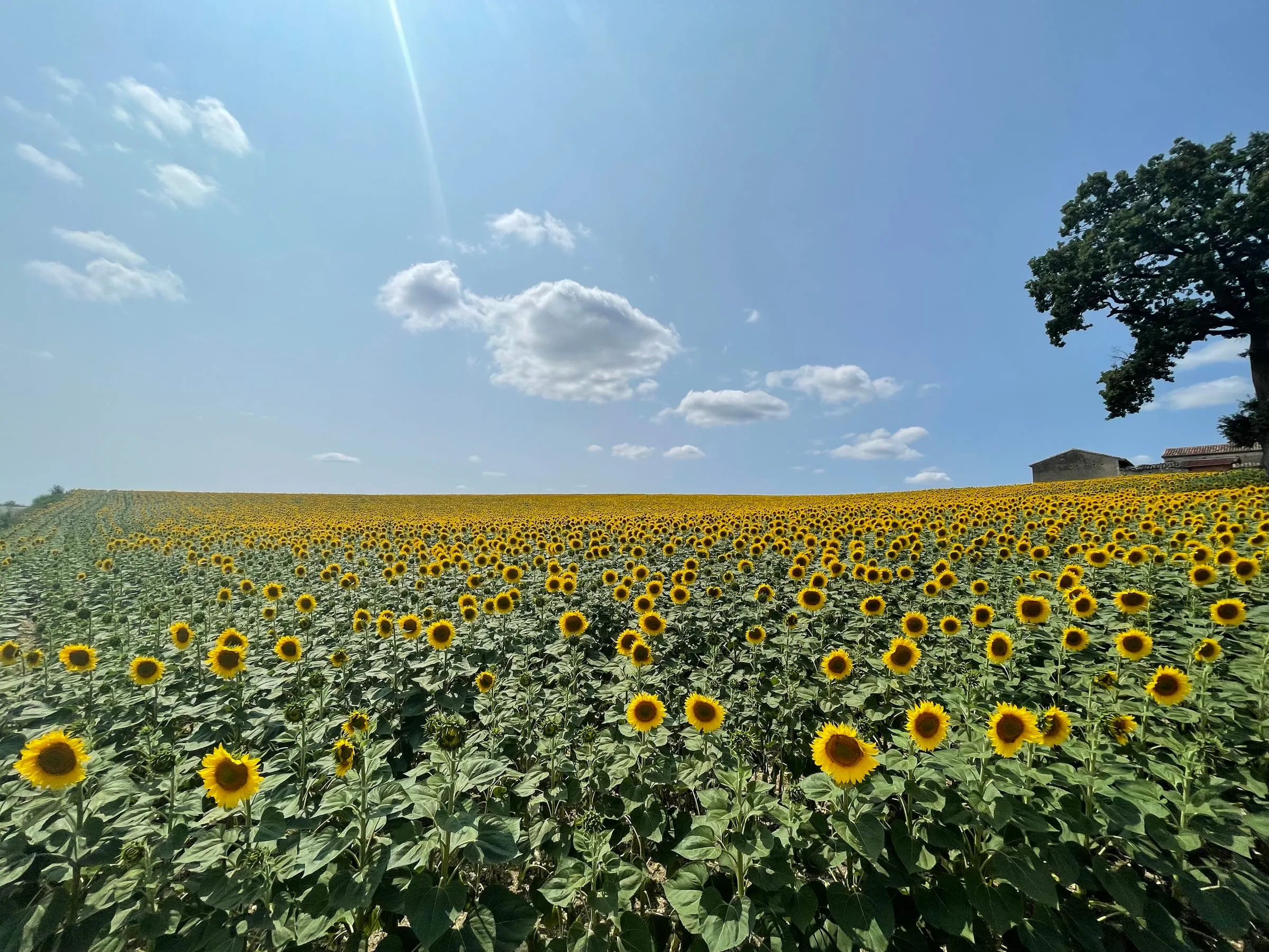 Sunflower Field