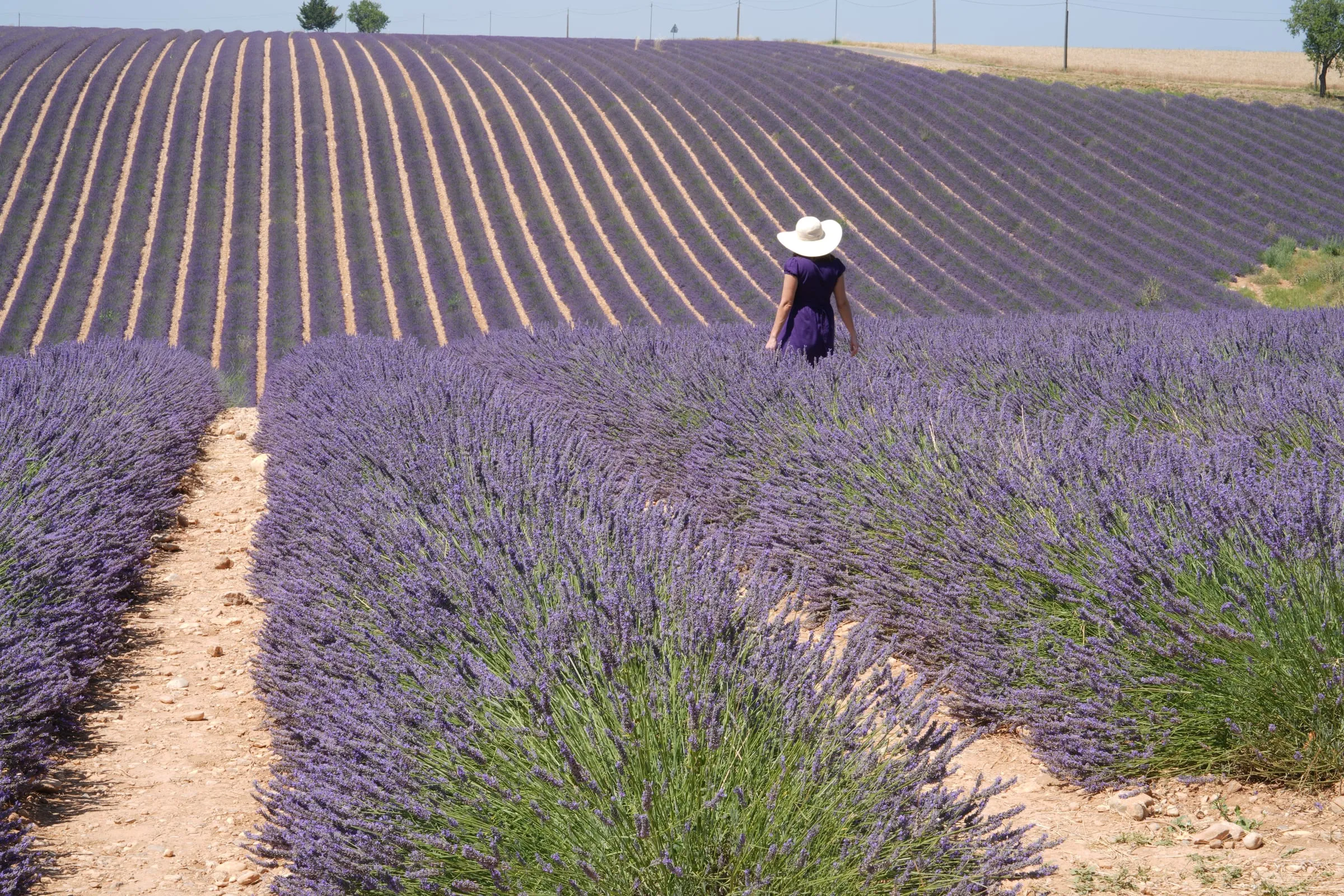 Walking in a sea of lavender
